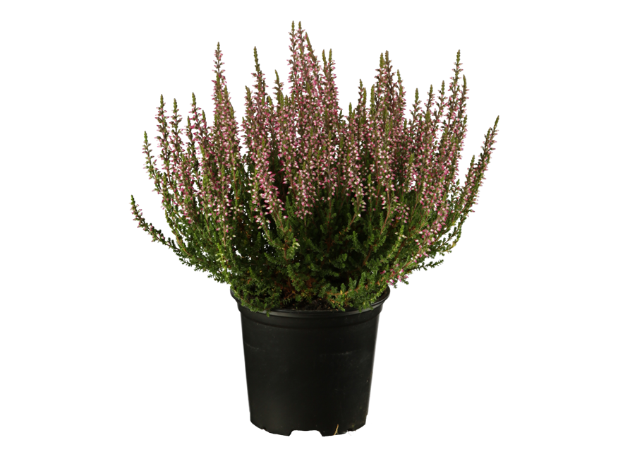Calluna vulgaris