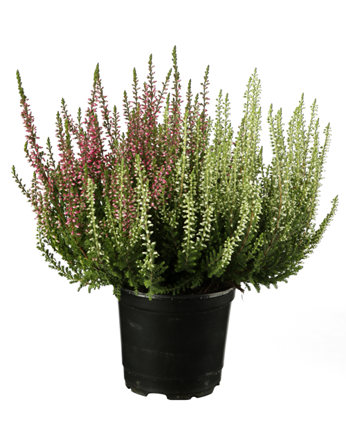 Calluna vulgaris