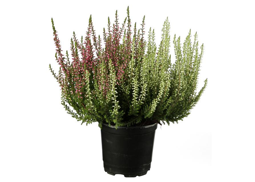 Calluna vulgaris