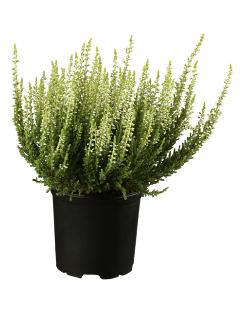 Calluna vulgaris