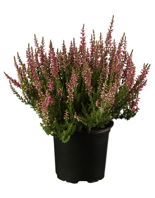 Calluna vulgaris