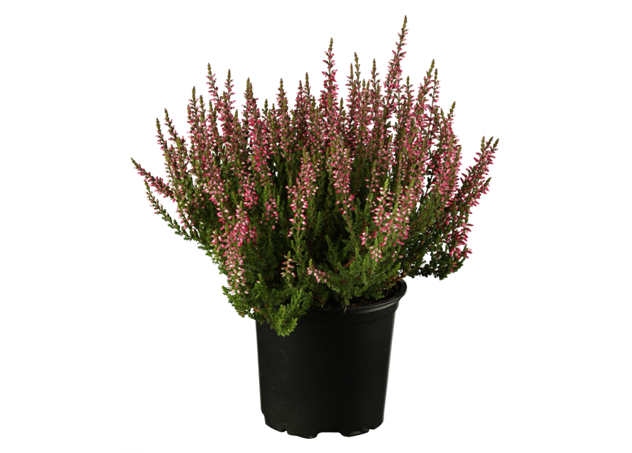 Calluna vulgaris