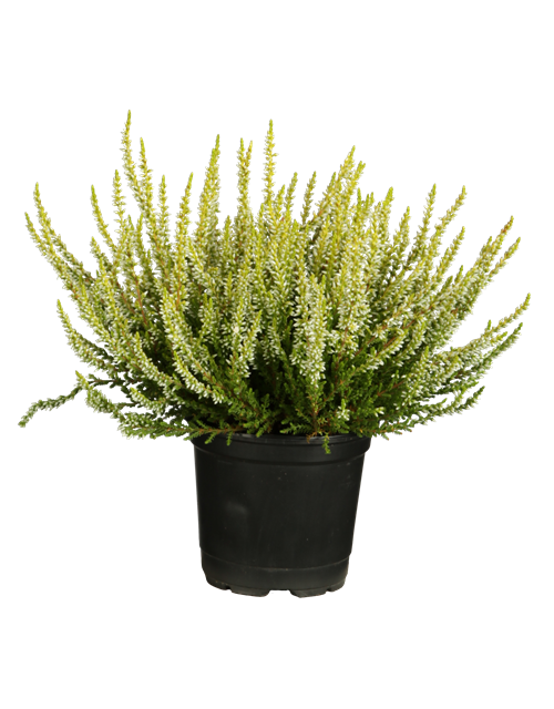 Calluna vulgaris