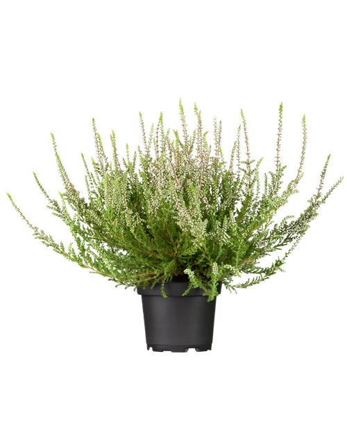 Calluna vulgaris