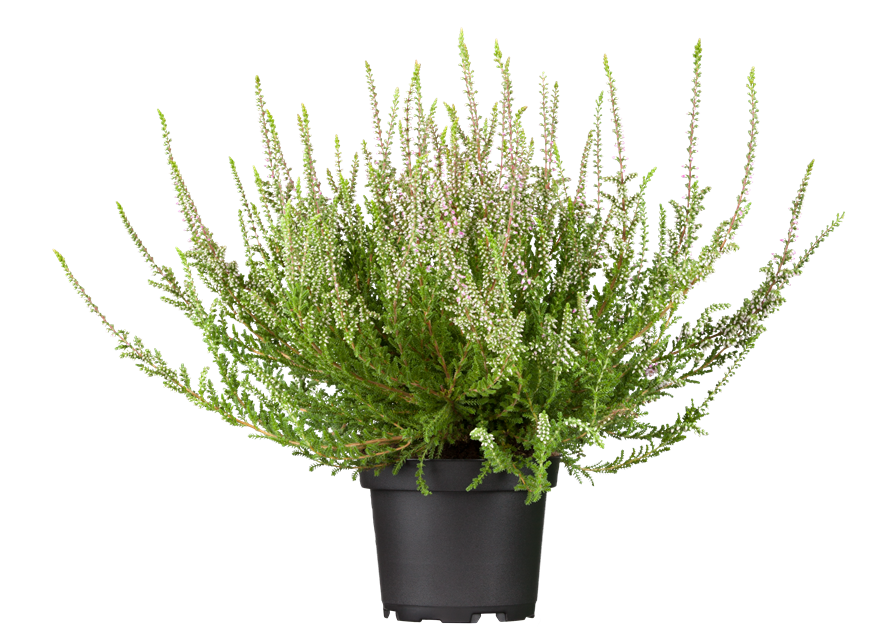 Calluna vulgaris