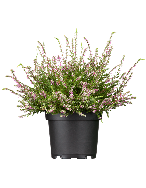Calluna vulgaris