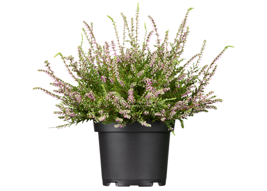 Calluna vulgaris