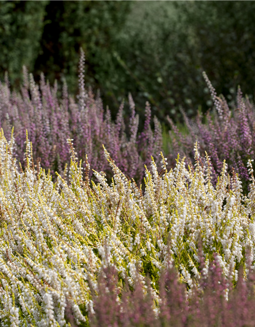 Calluna vulgaris