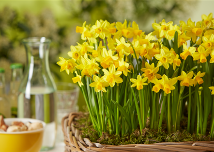 PFLANZE DES MONATS FEBRUAR: NARZISSE