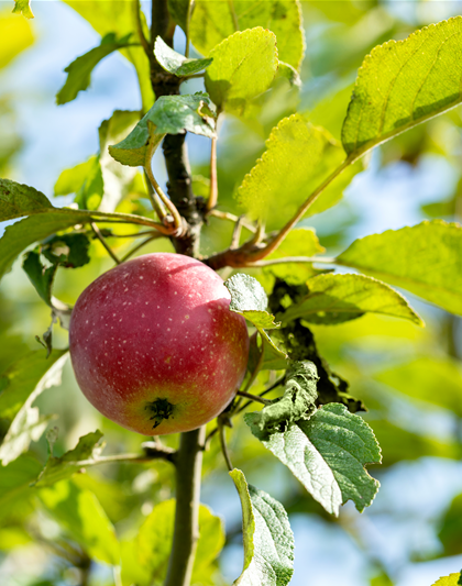 Malus domestica 'Kaiser Wilhelm'