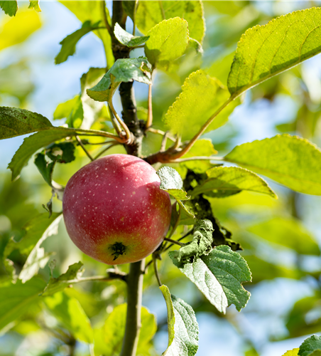 Malus domestica 'Kaiser Wilhelm'