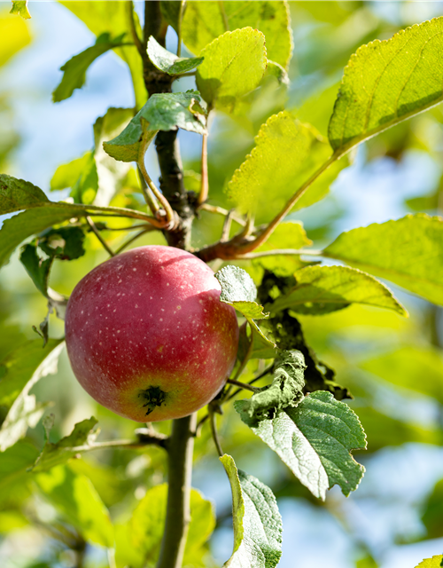 Malus domestica 'Kaiser Wilhelm'