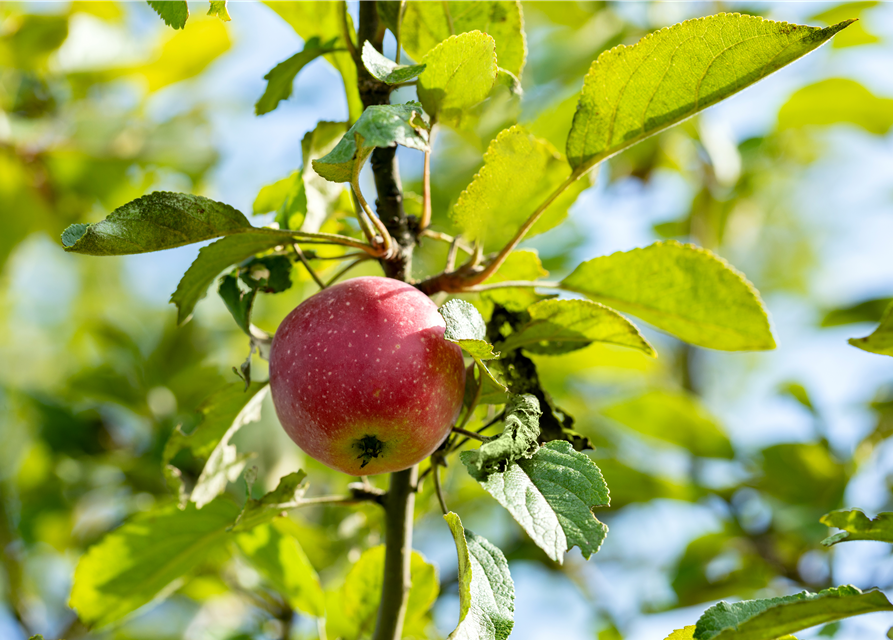 Malus domestica 'Kaiser Wilhelm'