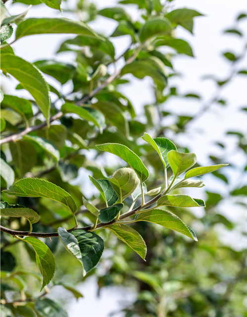 Malus domestica 'Kaiser Wilhelm'