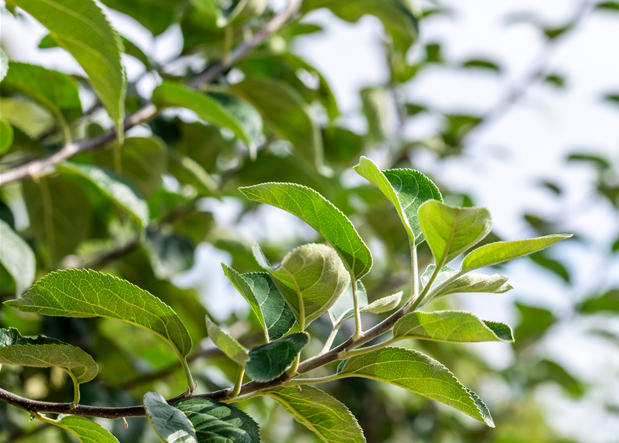 Malus domestica 'Kaiser Wilhelm'