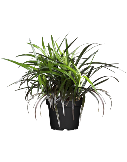 Ophiopogon planiscapus