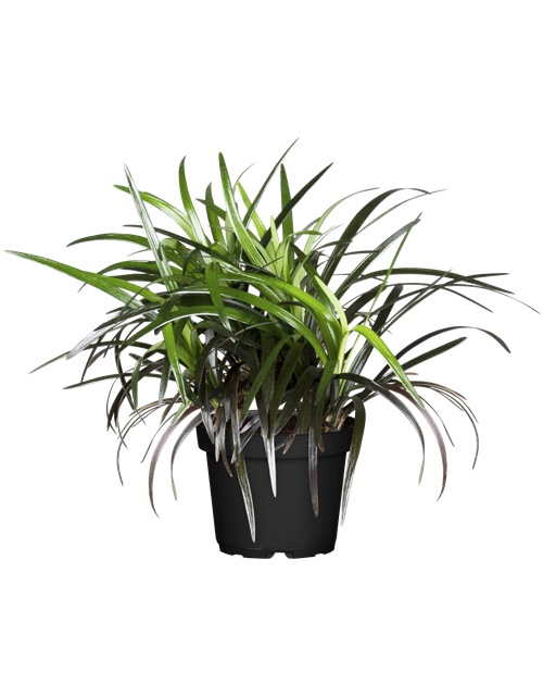 Ophiopogon planiscapus