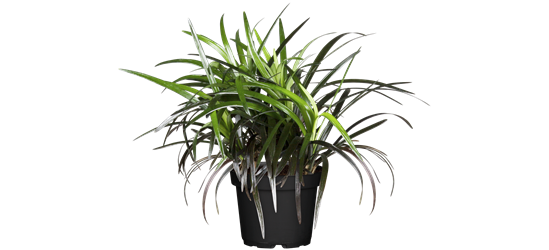 Ophiopogon planiscapus