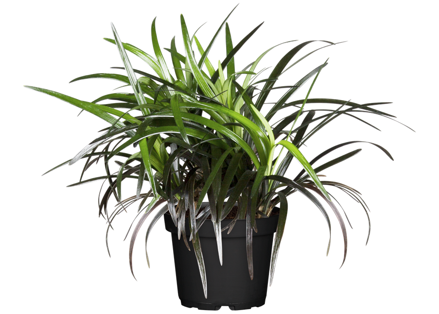 Ophiopogon planiscapus