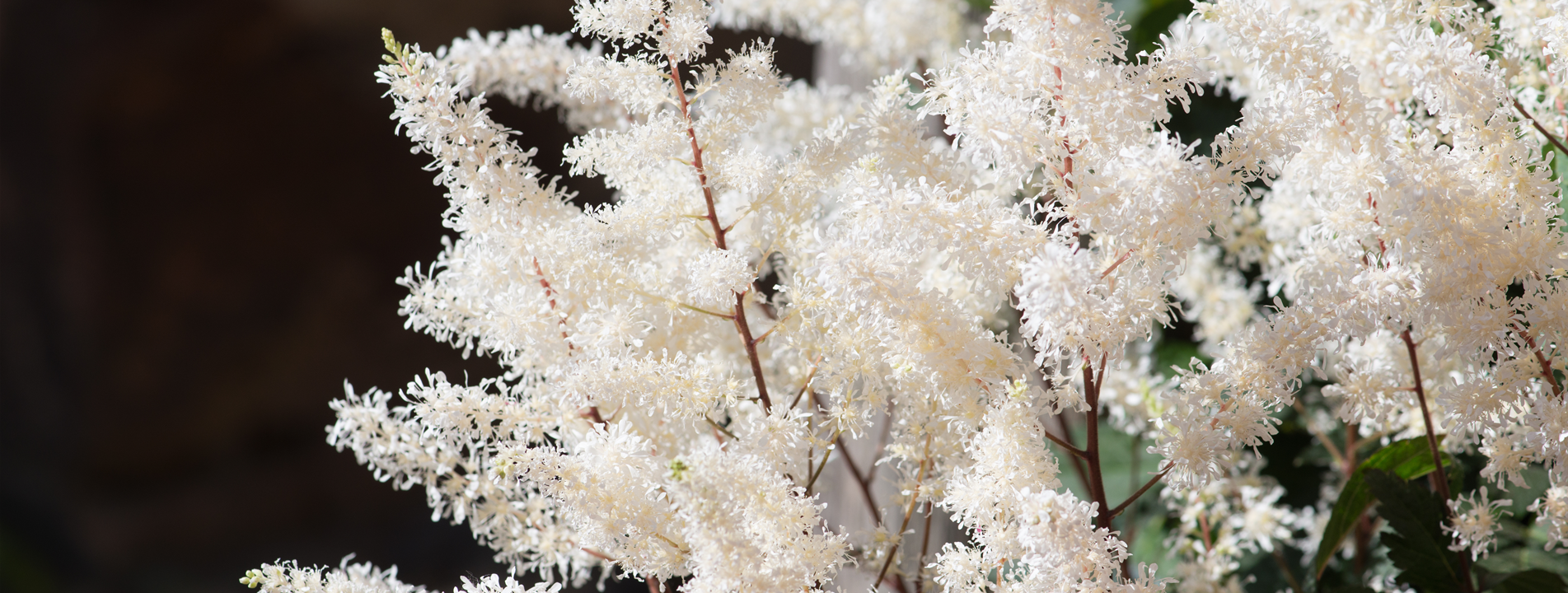 Astilbe