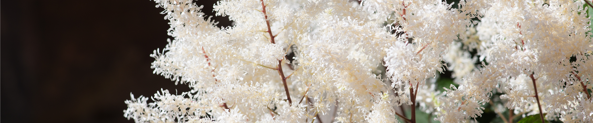 PFLANZE DER WOCHE: ASTILBE