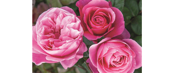 ELEGANTER ROSENGARTEN! 
