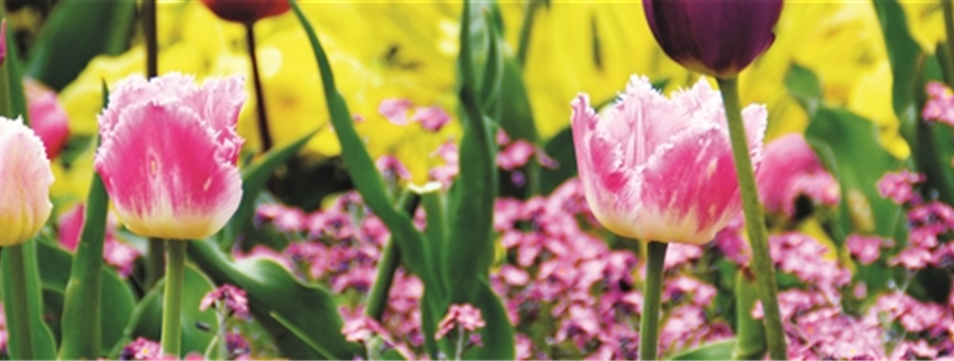 FRüHLING BEGINNT IM HERBST!