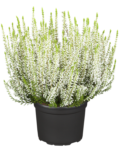 Calluna vulgaris