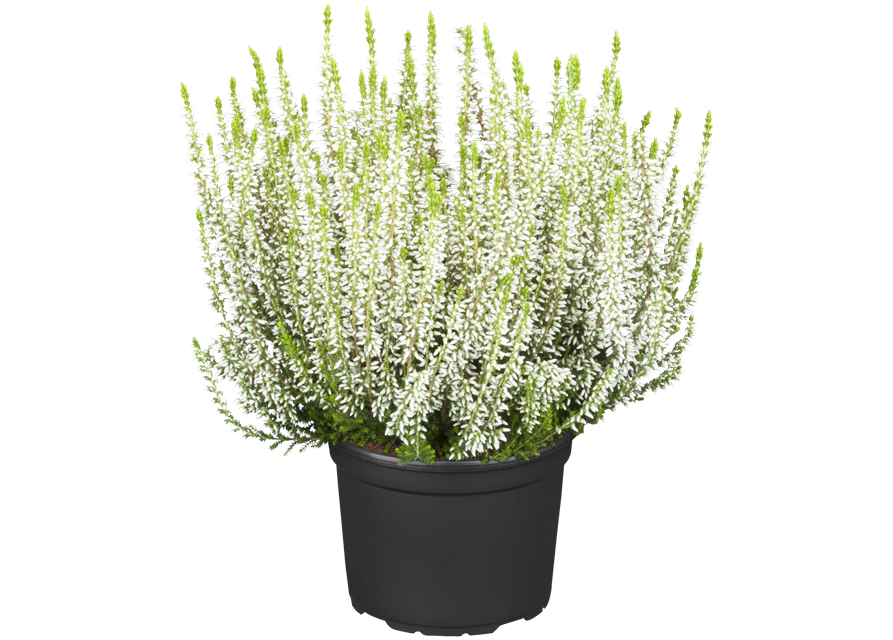 Calluna vulgaris