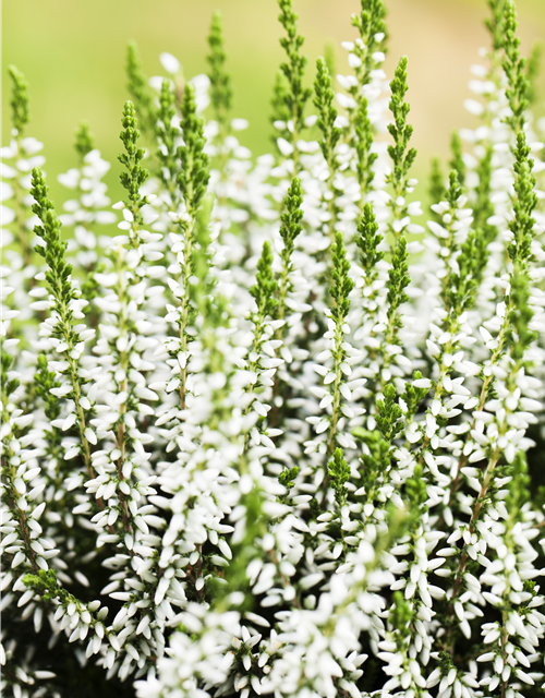 Calluna vulgaris
