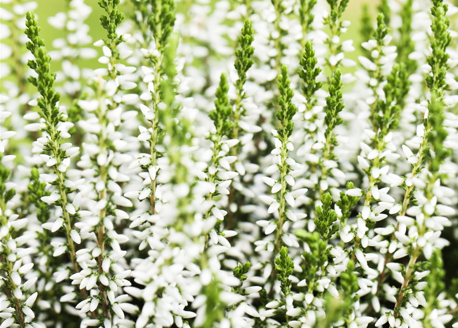 Calluna vulgaris