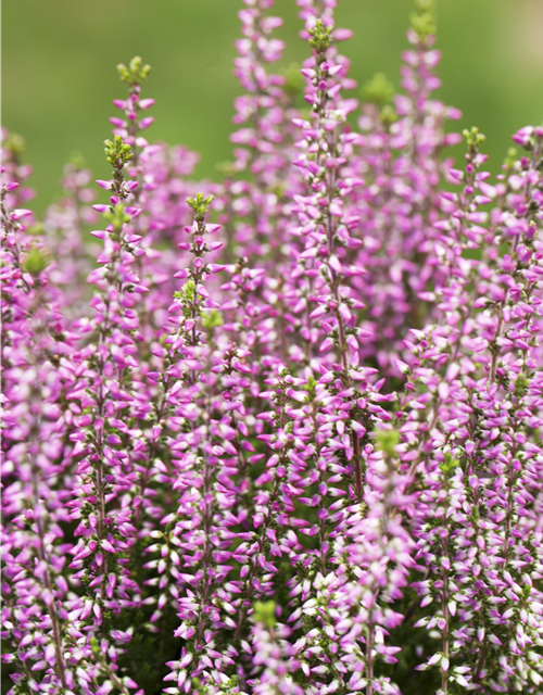 Calluna vulgaris