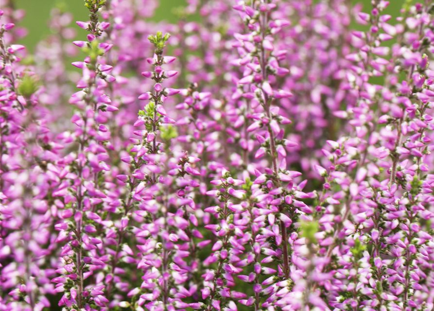 Calluna vulgaris