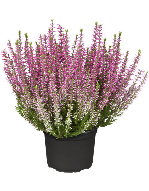 Calluna vulgaris