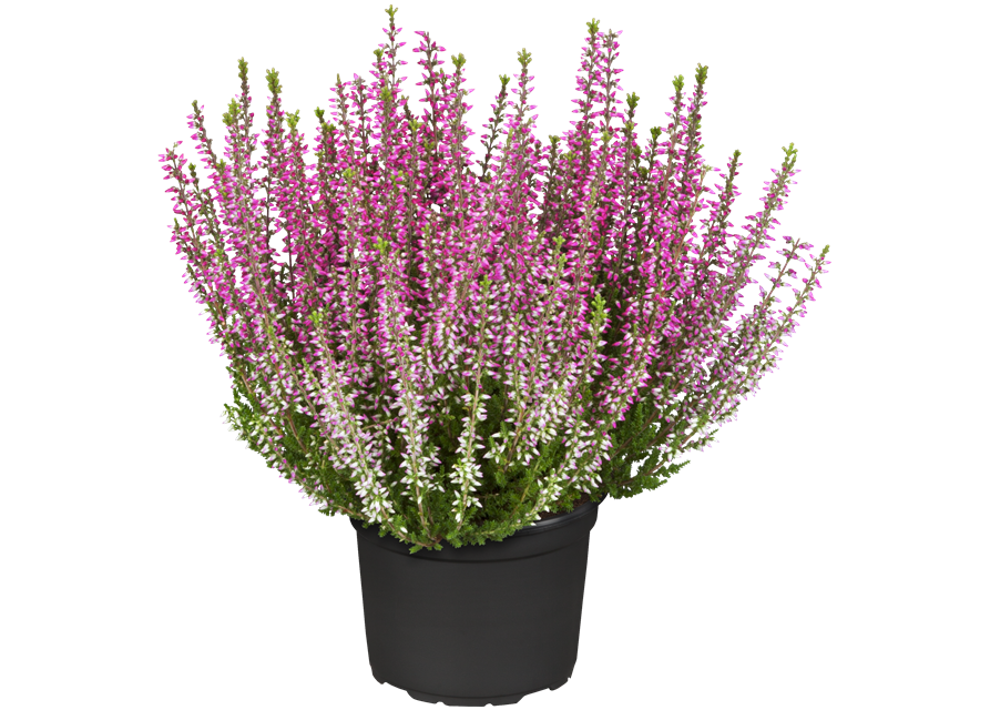Calluna vulgaris