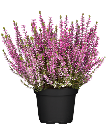 Calluna vulgaris