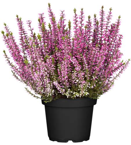Calluna vulgaris