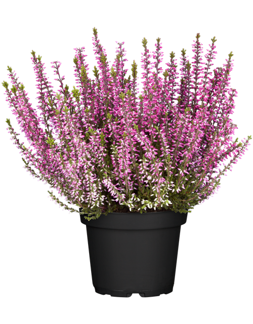 Calluna vulgaris