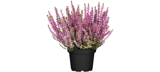 Calluna vulgaris