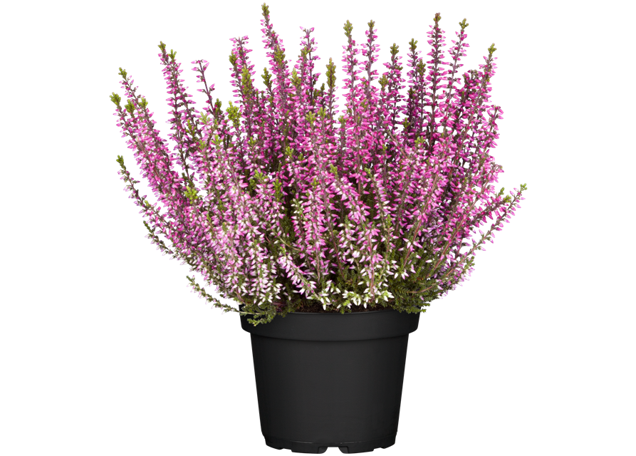 Calluna vulgaris