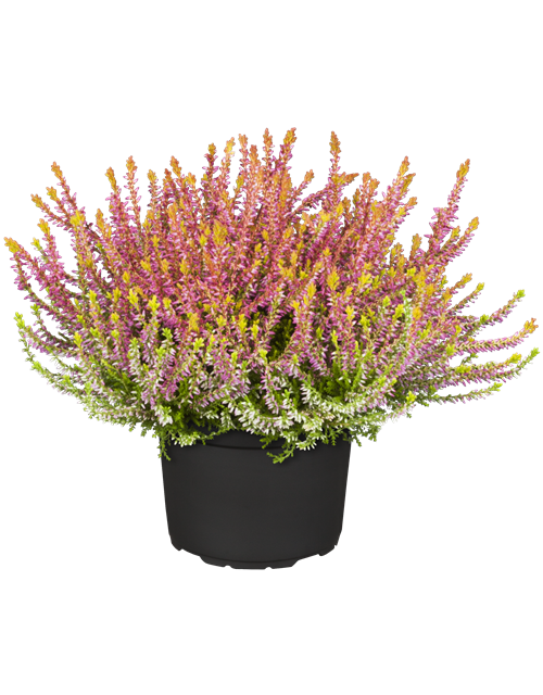 Calluna vulgaris