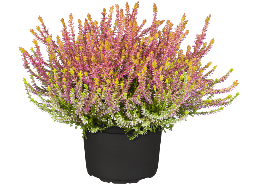 Calluna vulgaris