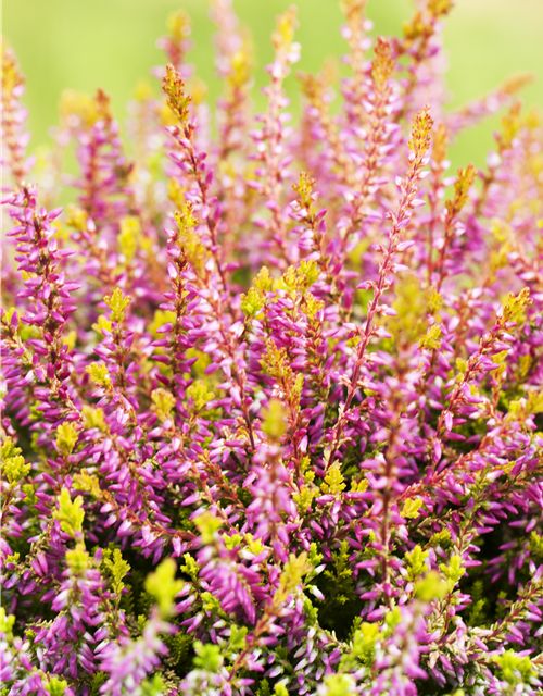 Calluna vulgaris
