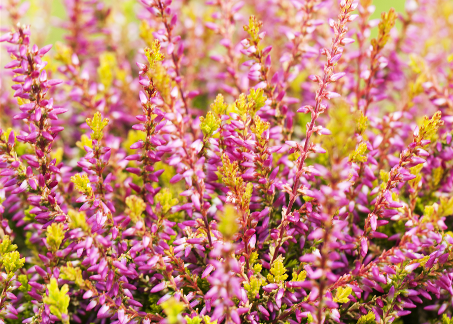 Calluna vulgaris