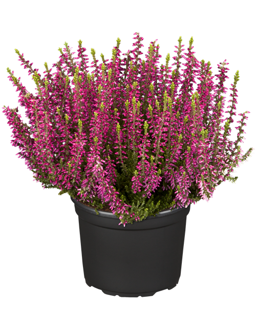 Calluna vulgaris