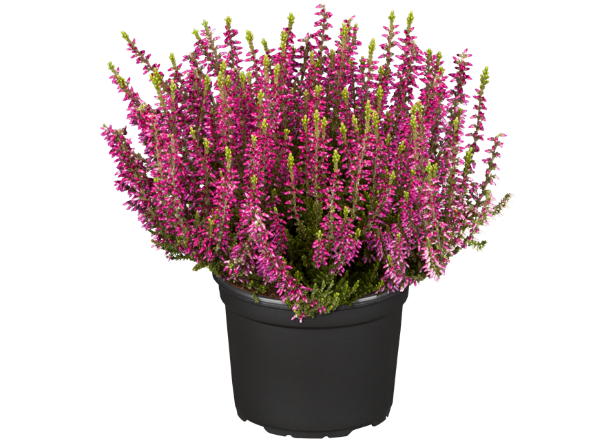 Calluna vulgaris
