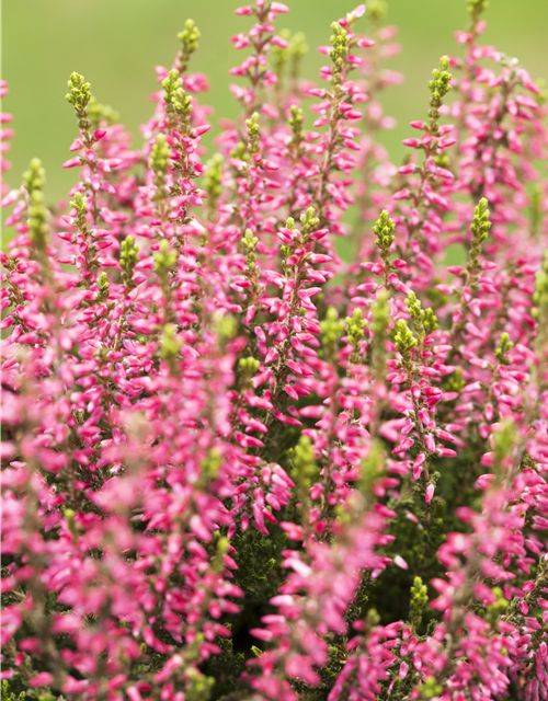 Calluna vulgaris
