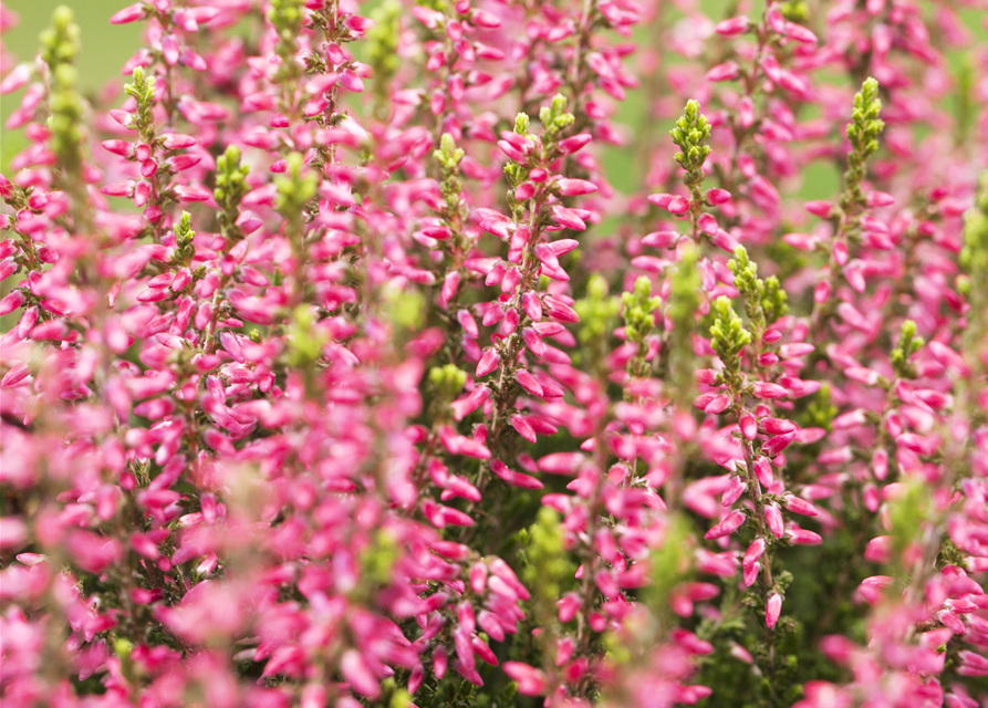 Calluna vulgaris