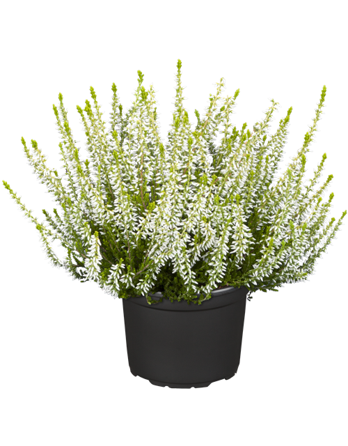 Calluna vulgaris