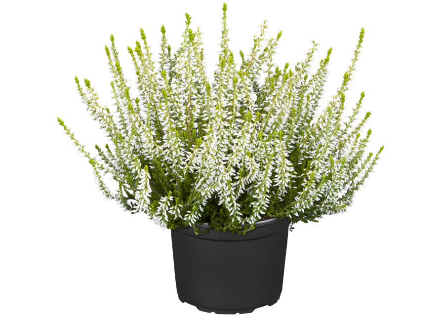 Calluna vulgaris